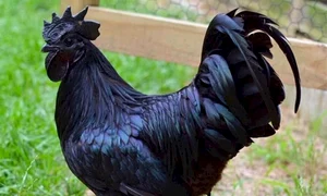 ayam cemani BUIN jpg