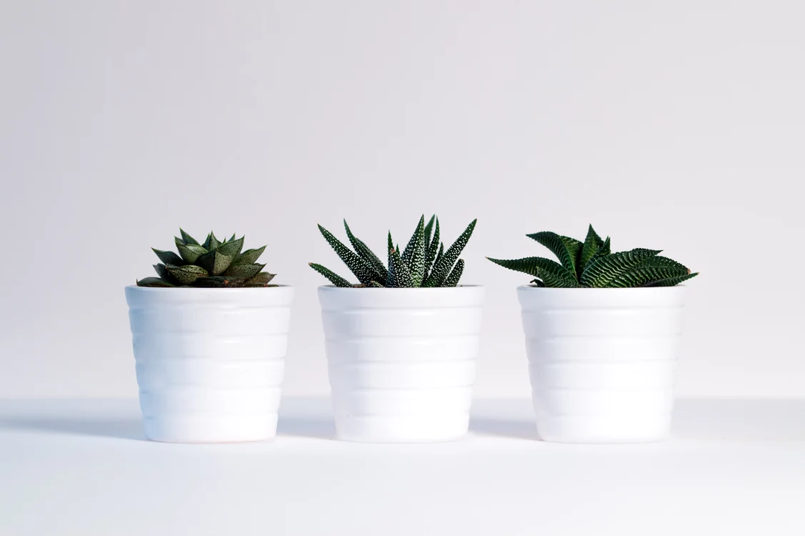 1 plants green white background white decoration design 1418858 pxhere com jpg jpeg