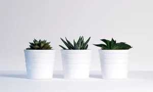 1 plants green white background white decoration design 1418858 pxhere com jpg jpeg