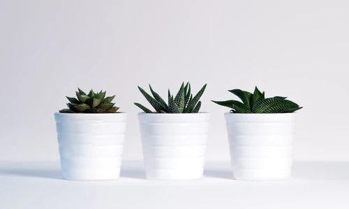 1 plants green white background white decoration design 1418858 pxhere com jpg jpeg