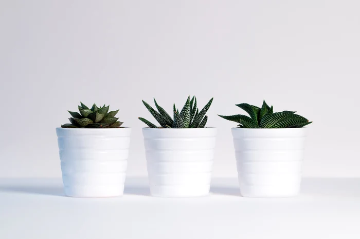 1 plants green white background white decoration design 1418858 pxhere com jpg jpeg