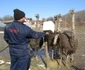 Ferma primarului din Pesceana