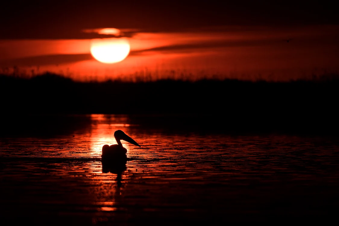 Pelicanul este unul dintre simbolurile Deltei. 
