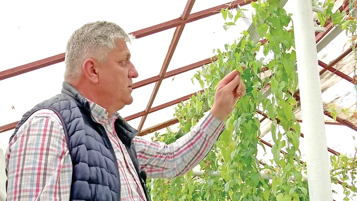 Cercetătorul Costel Vânătoru, alături de planta originară din Asia
