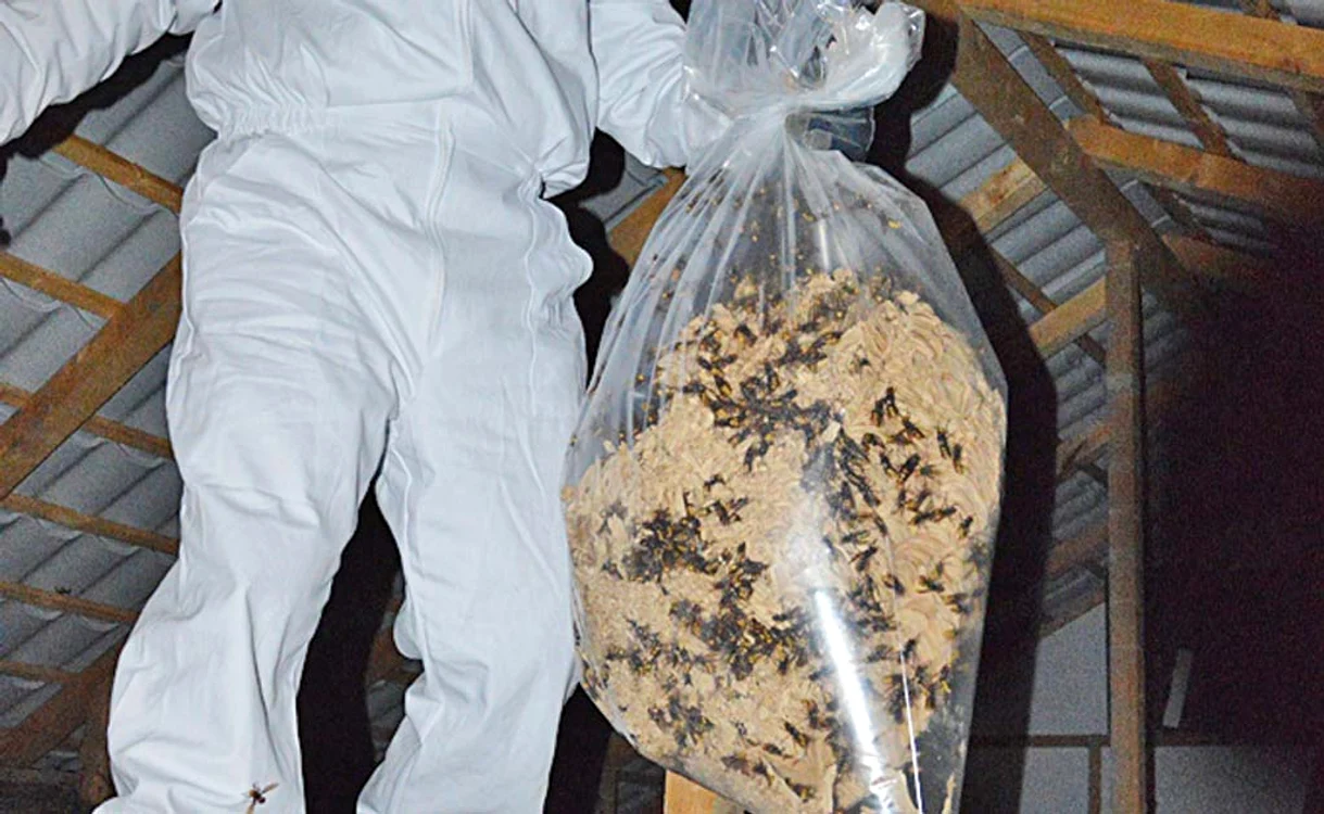 
    Roiul de viespi uriaşe a fost transportat într-un sac de plasticFoto: ISU Dolj  