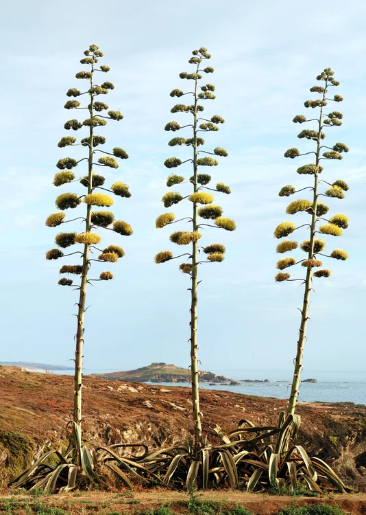 Plante care înfloresc rar: Agave americana