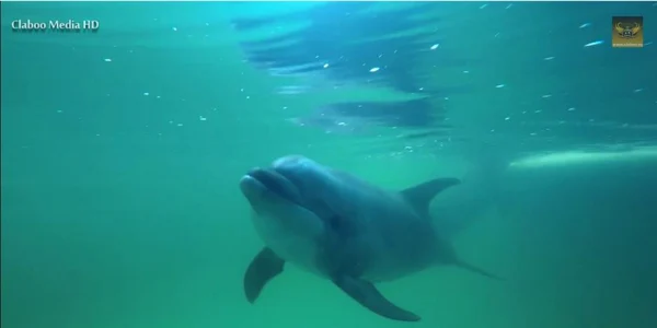 Delfin de la Delfinariul Constanta