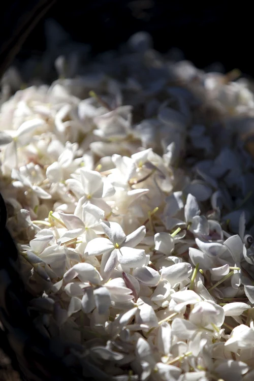 jadore fleurs livre 0508 f39 jpg jpeg