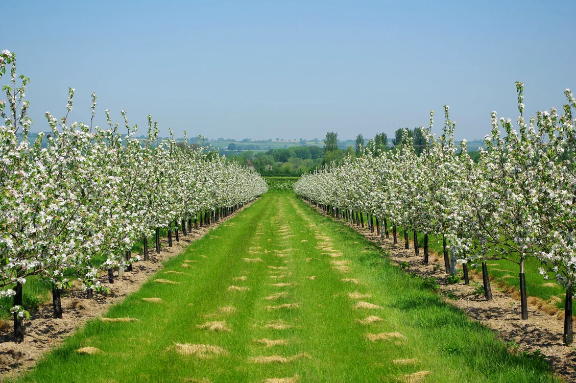 
    Dacă vrei să începi o afacere trebuie să te interesezi care sunt cei mai profitabili pomi fructiferiSURSĂ FOTO: tastethemarches.com  