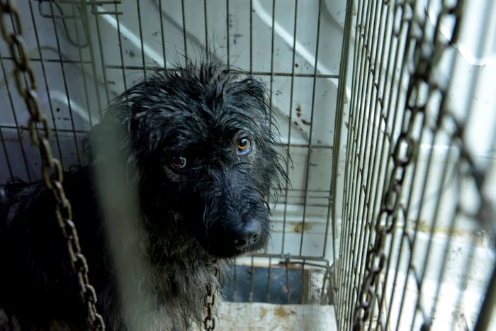 
    450 de cîini din comuna Jichişu de Jos au micricipuri  