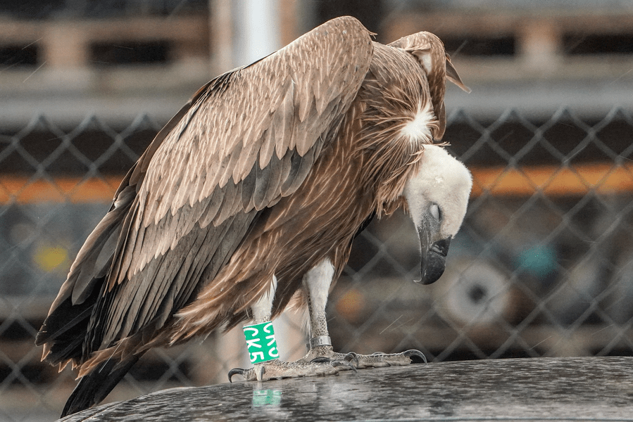 Exemplar de vultur sur, specie dispărută de peste 70 de ani din România, găsit la Sebeș în stare de epuizare