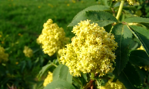 tinctura de soc beneficii jpeg