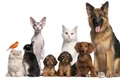 animalul care minte jpg