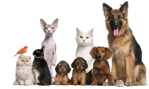 animalul care minte jpg