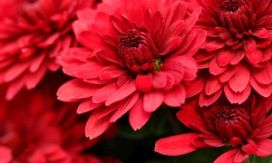 chrysanthemums 5741798 1280 jpg