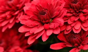 chrysanthemums 5741798 1280 jpg