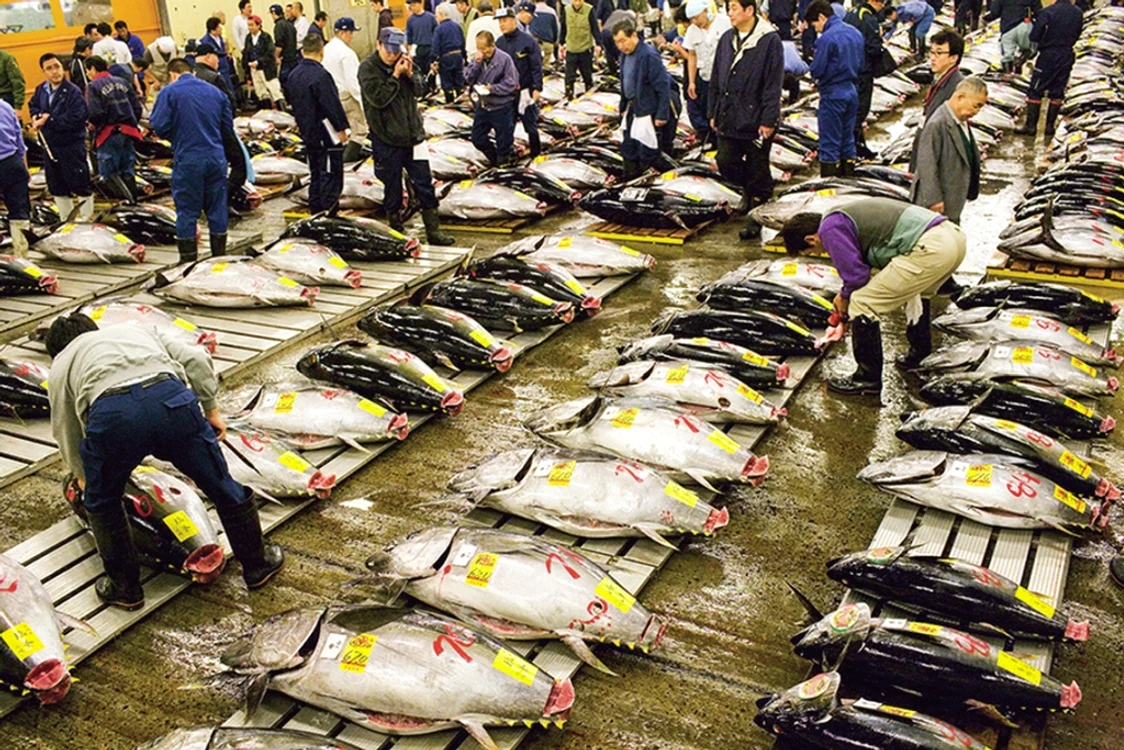 piata de peste Tsukiji jpg jpeg