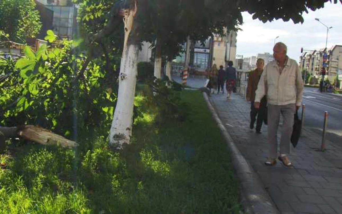 Copac căzut în Panov