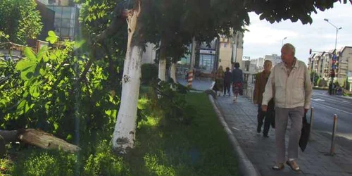 Copac căzut în Panov