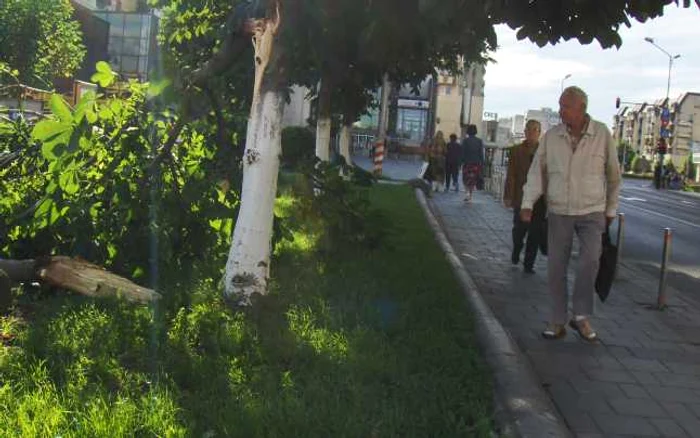 Copac căzut în Panov