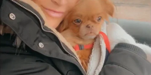 vedeta Jo O Meara pekinez romania 6 ani adoptat din romania foto Twitter jpg