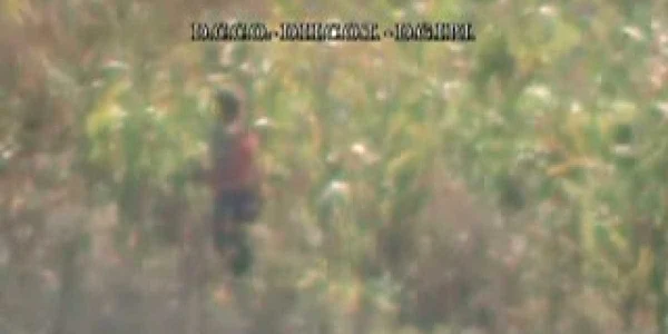 VIDEO FOTO Baia Mare: Plantaţie de cannabis în lanul de păpuşoi