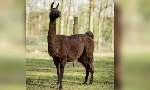 Lama Winter produce anticorpi care ar putea salva lumea de coronavirus jpeg