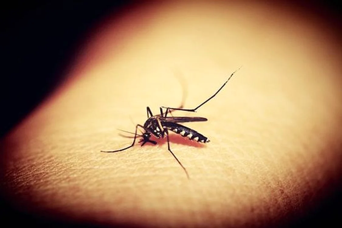 
    Nu putem scăpa pe perioada verii de înțepăturile de insecte, oricât de mult am încerca să ne ferim.clickpentrufemei.ro  