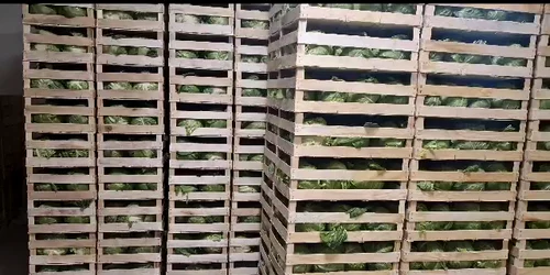 livarre varza si castraveto afo prod legumbio   foto arhiva iliuta fulga (1) mp4 thumbnail png