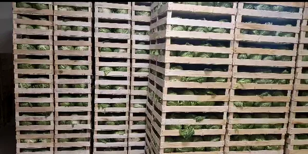 livarre varza si castraveto afo prod legumbio   foto arhiva iliuta fulga (1) mp4 thumbnail png