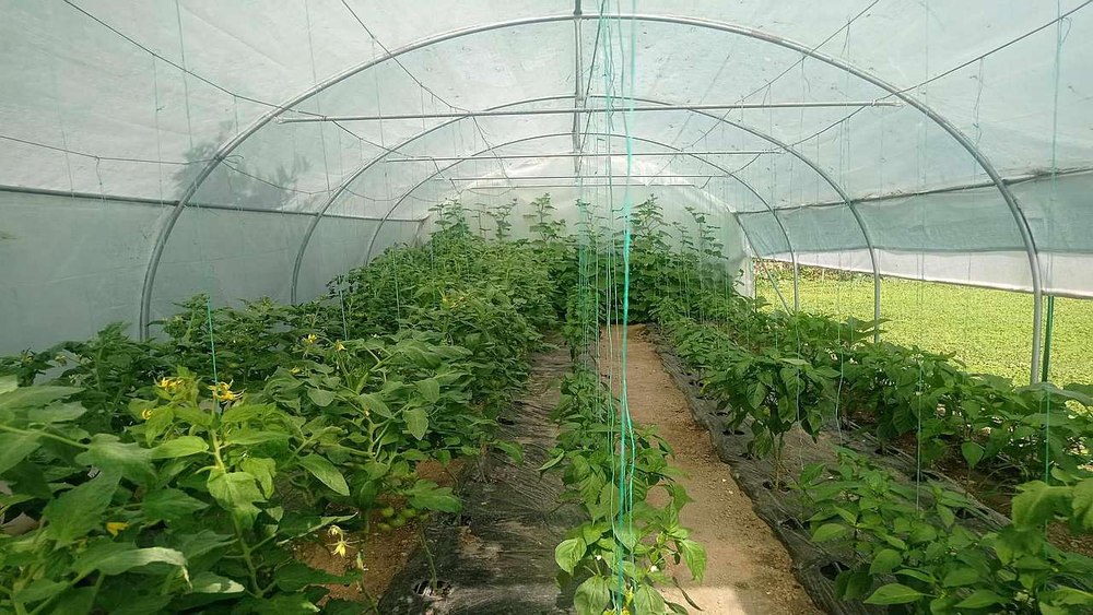 Legumele cultivate de români în propriul solar, o practică tot mai des întâlnită