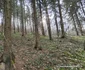 Cripta familiei Lazar din Lăpușnic Foto Daniel Guță ADEVĂRUL (2) jpg