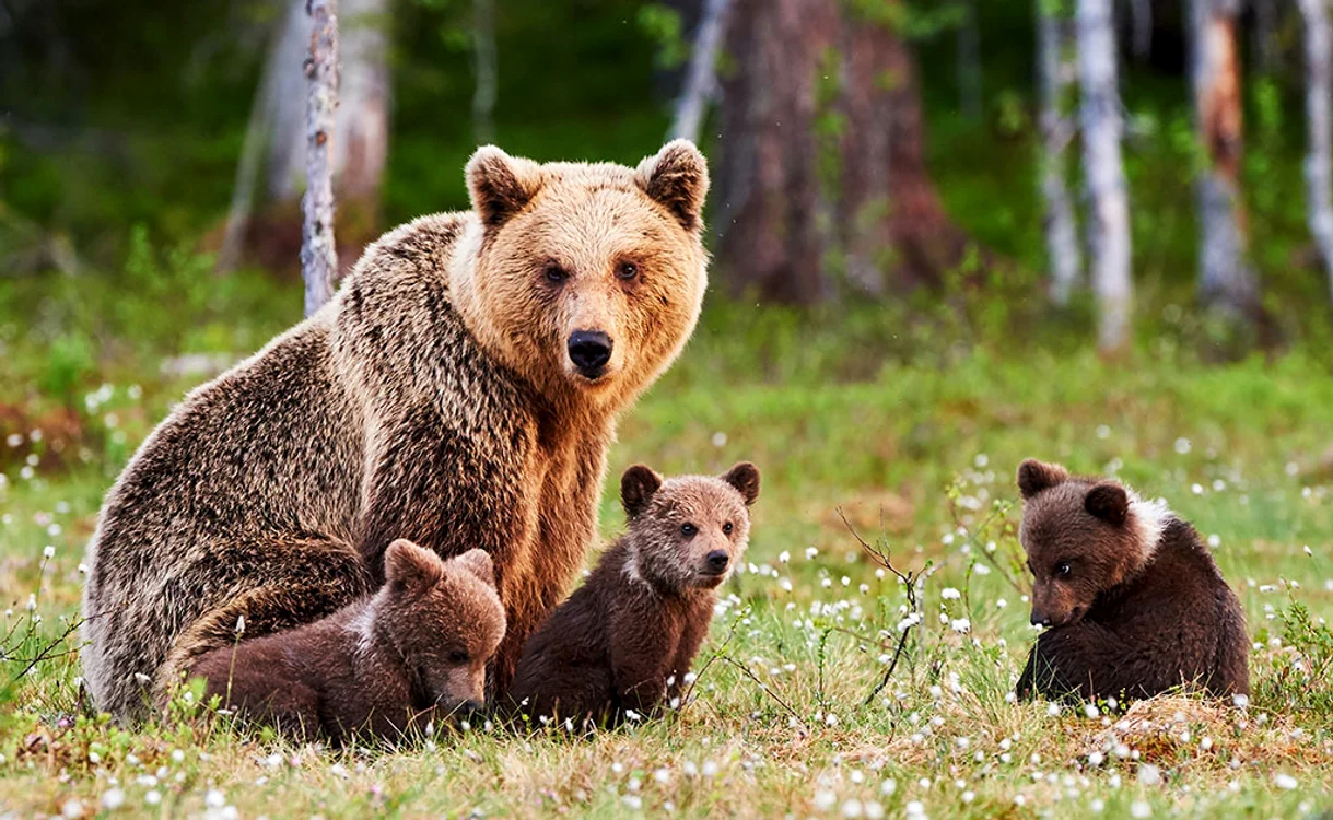 
    Ursoaica şi cei trei pui s-au retras, până  la urmă, în pădure  