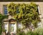 Trandafirul Banksiae Foto Trees and Shrubs