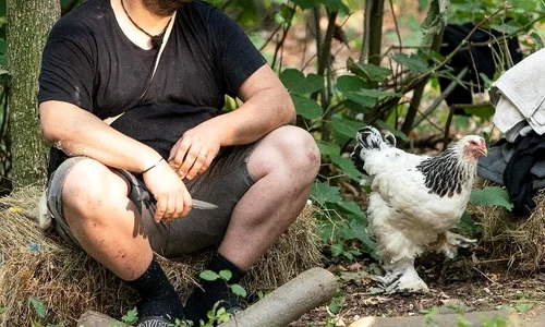 1 gabriel toader ferma 4 jpg jpeg