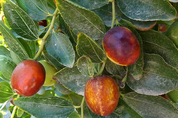 Ce fruct exotic se cultivă în „Sahara Olteniei”. Fermierii estimează producții de până la 40 de tone la hectar