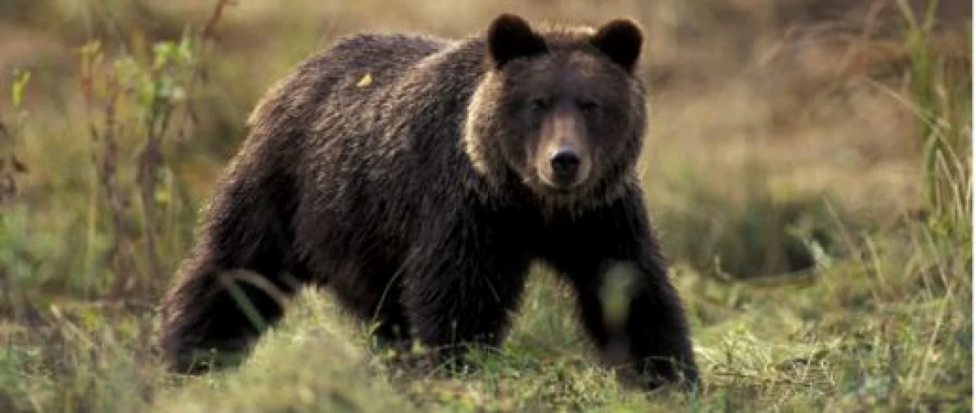 Bărbatul a fost atacat de ursoaică  FOTO Trasee pe munte