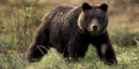 Un urs a atacat o capră în oraşul Zărneşti FOTO Trasee pe Munte