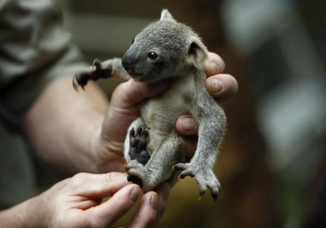 Koala (foto: reuters)