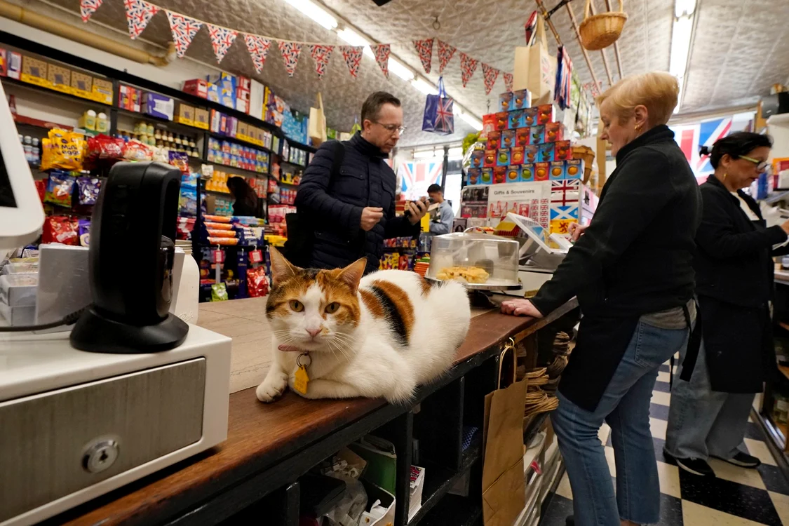 O pisică albă cu portocaliu și negru stă pe tejgheaua unui magazin din New York