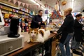 pisica new york bodega cats profimedia jpg