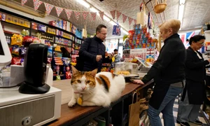 pisica new york bodega cats profimedia jpg