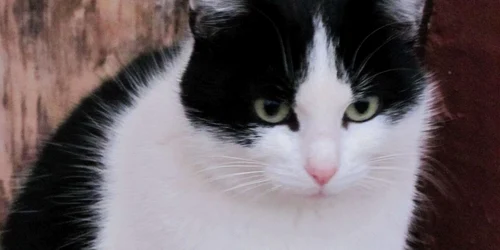 Animalele de companie vor fi imunizate împotriva rabiei