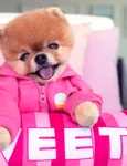  Câinele Jiffpom jpg