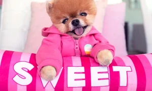 Câinele Jiffpom jpg