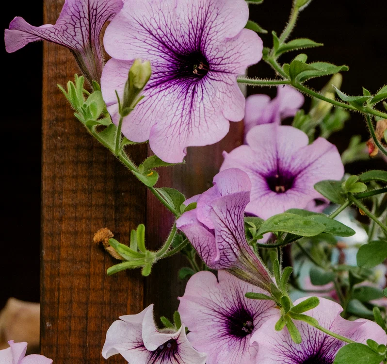 Pe caniculă, petuniile curgătoare trebuie udate zilnic / foto: Pexels