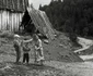Muntii Apuseni Foto Viorel Simionescu (6) jpg
