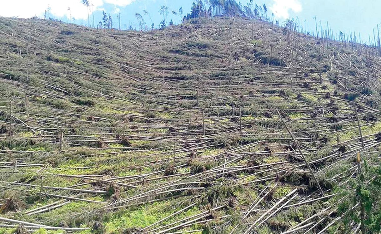 
    Un vânt care a suflat cu peste 120 km la oră  a pus la pământ 500.000 de copaci crescuți în 50 de ani  
