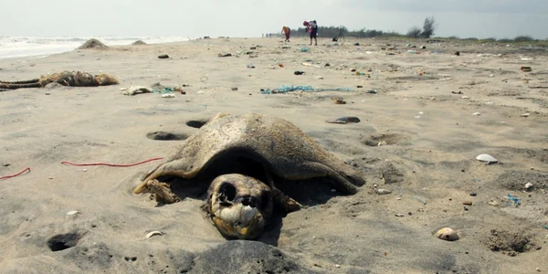 Extinctie - testoasa moarta FOTO Shutterstock 