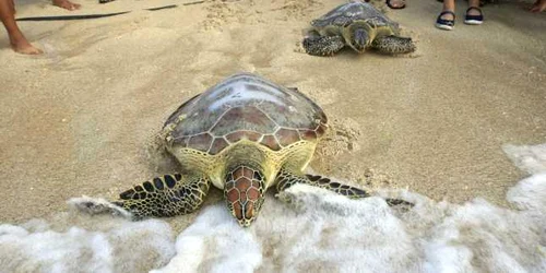 Ţestoase intră în ocean în  Bali Indonezia FOTO AP